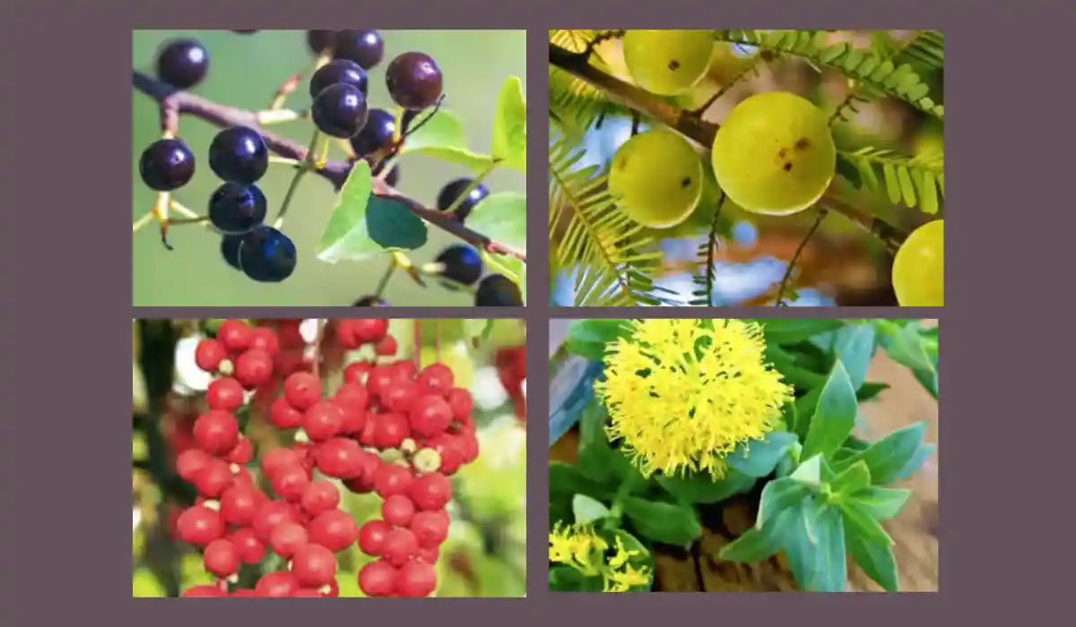 Brazilian Mounjaro Ingredients